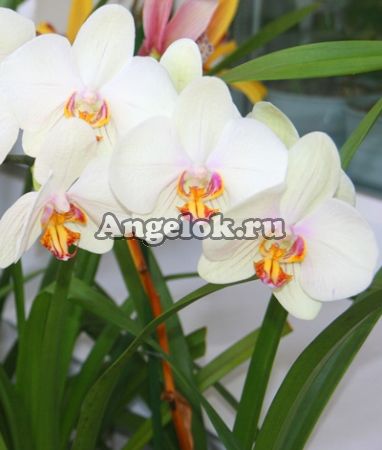Фаленопсис (Phalaenopsis ) ph-09