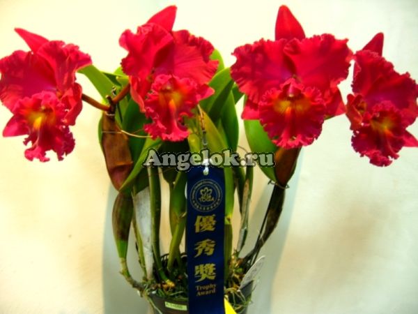 фото Каттлея (Rlc.Village Chief Armani 'Red Dragon') Тайвань от магазина магазина орхидей Ангелок