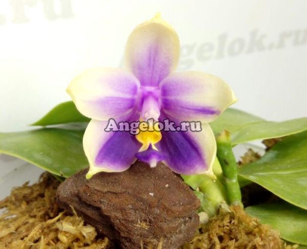 фото Фаленопсис Беллина (P.bellina v.blue × sib) Тайвань от магазина магазина орхидей Ангелок
