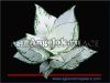 фото Аглаонема (Aglaonema White pearl) от магазина магазина орхидей Ангелок