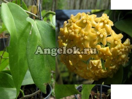 фото Хойя Кенеяна (Hoya kenejiana) черенок от магазина магазина орхидей Ангелок