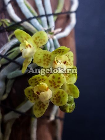 фото Хилошиста (Chiloschista usneoides) Тайвань от магазина магазина орхидей Ангелок