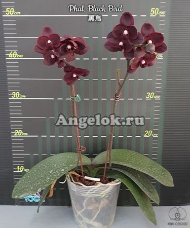 фото Фаленопсис Чёрная птичка (Phalaenopsis Black Bird) детка от магазина магазина орхидей Ангелок