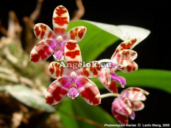 фото Фаленопсис Марии (Phalaenopsis mariae) от магазина магазина орхидей Ангелок