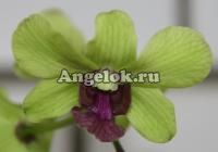 Дендробиум фаленопсис (Dendrobium Anna Green)