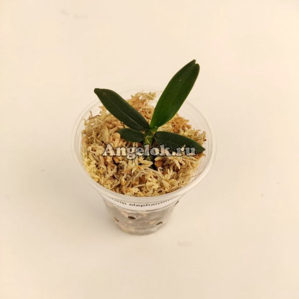 фото Ангрекум (Angraecum elephantinum) от магазина магазина орхидей Ангелок