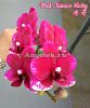 фото Фаленопсис Тайсуко Микки (Phalaenopsis Taisuco Micky) Тайвань от магазина магазина орхидей Ангелок