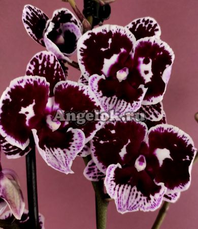 фото Фаленопсис Биг Лип (Phalaenopsis Bear) от магазина магазина орхидей Ангелок