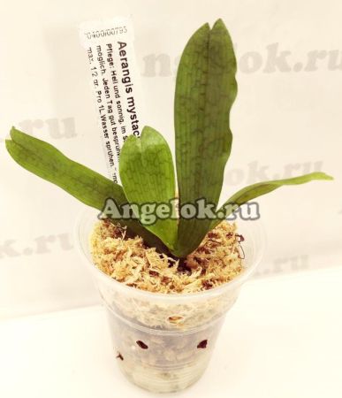 фото Аэрангис (Aerangis mystacidii) от магазина магазина орхидей Ангелок