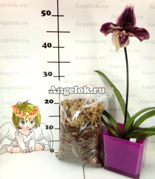 фото Грунт для башмачков "Ангелок" 1л от магазина магазина орхидей Ангелок