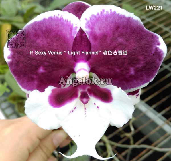 фото Фаленопсис Биг Лип (P. Sexy Venus Light Flannel) Тайвань от магазина магазина орхидей Ангелок