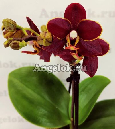 фото Фаленопсис Тайсуко Кобольд (Phalaenopsis Taisuco Kobold) от магазина магазина орхидей Ангелок
