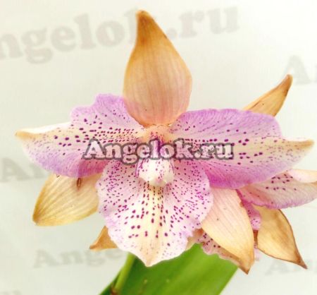 фото Каттлея (Caulocattleya Chantilly Lace) от магазина магазина орхидей Ангелок