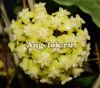 фото Хойя  (Hoya vitellinoides) черенок от магазина магазина орхидей Ангелок