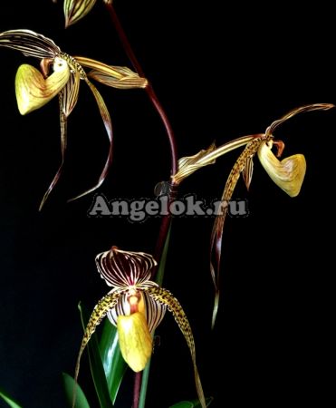 фото Пафиопедилум (Paphiopedilum St. Swithin) от магазина магазина орхидей Ангелок