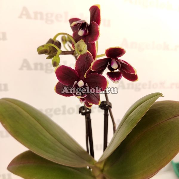 фото Фаленопсис Тайсуко Кобольд мини (Phalaenopsis Taisuco Kobold) от магазина магазина орхидей Ангелок