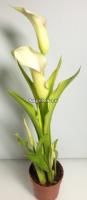 фото Калла (Zantedeschia) белая от магазина магазина орхидей Ангелок