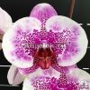 Фаленопсис Стейси (Phalaenopsis I-Hsin Stacy)
