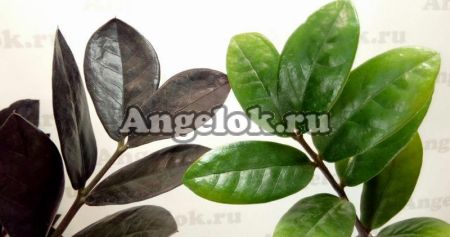 фото Замиокулькас черный (Zamioculcas Zamiifolia Black Leaf) детка от магазина магазина орхидей Ангелок