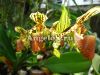 фото Пафиопедилум (Paphiopedilum supardii) от магазина магазина орхидей Ангелок
