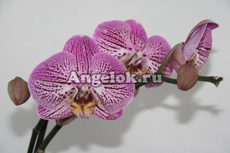 Фаленопсис (Phalaenopsis ) ph-74