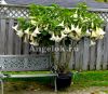 фото Бругмансия (Brugmansia) белая от магазина магазина орхидей Ангелок