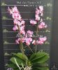 фото Фаленопсис (Phalaenopsis Liu's Triprince 'MK') Тайвань от магазина магазина орхидей Ангелок
