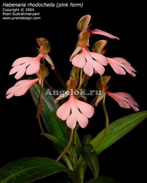 фото Хабенария (Habenaria rhodocheila Pink) от магазина магазина орхидей Ангелок