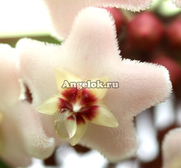 фото Хойя карноза (Hoya carnosa) черенок от магазина магазина орхидей Ангелок
