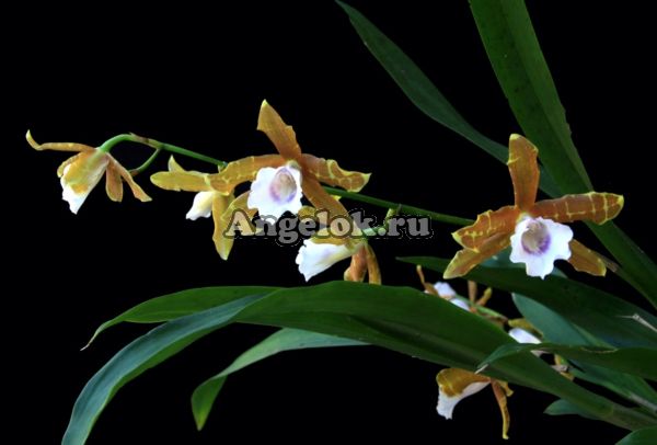 фото Мильтония (Miltonia candida) от магазина магазина орхидей Ангелок