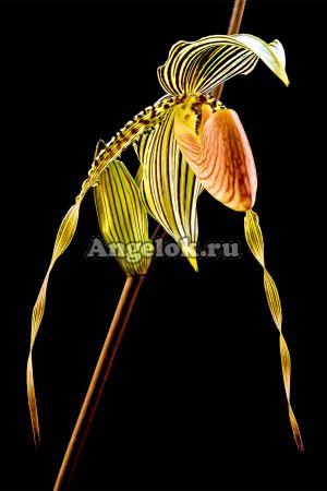 фото Пафиопедилум (Paphiopedilum Clifton Booth) от магазина магазина орхидей Ангелок