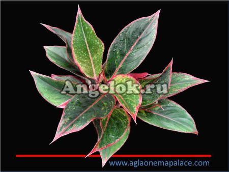 фото Аглаонема (Aglaonema Dang siam) от магазина магазина орхидей Ангелок