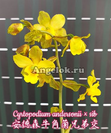 фото Циртоподиум (Cyrtopodium andersonii × sib) Тайвань от магазина магазина орхидей Ангелок