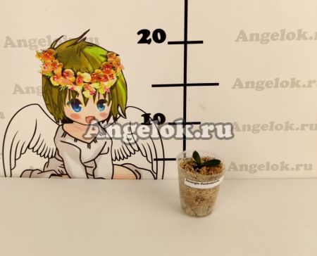 фото Аэрангис (Aerangis rhodostricta) от магазина магазина орхидей Ангелок