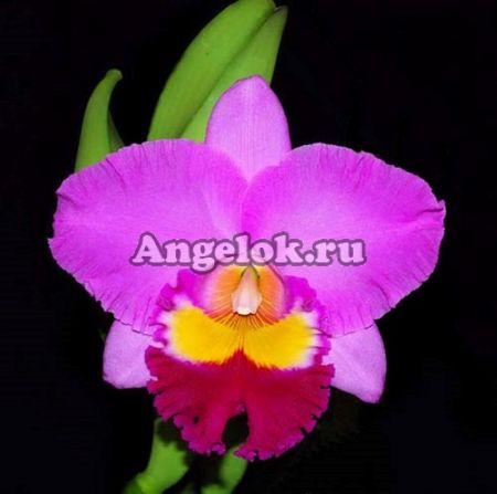 фото Каттлея (Rlc.Taichung Beauty 'Chun Jiao') Тайвань от магазина магазина орхидей Ангелок