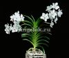 фото Ванда Хавьера (Vanda javierae) детка от магазина магазина орхидей Ангелок