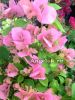 фото Бугенвиллия розовая (Bougainvillea Donya) черенок от магазина магазина орхидей Ангелок