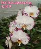 фото Фаленопсис (Phalaenopsis Black Lightning Flash) детка Тайвань от магазина магазина орхидей Ангелок
