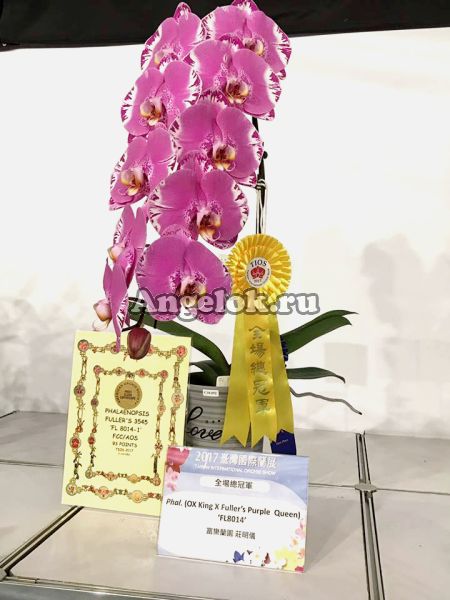 фото Фаленопсис (Phalaenopsis (OX King x Fuller's Purple Queen) ''FL8014'' FCC/AOS)Тайвань от магазина магазина орхидей Ангелок
