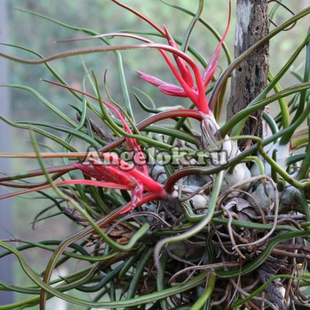 фото Тилландсия бульбовидная (Tillandsia bulbosa) от магазина магазина орхидей Ангелок