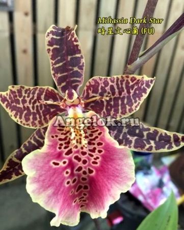 фото Камбрия (Miltassia Dark Star) Тайвань от магазина магазина орхидей Ангелок