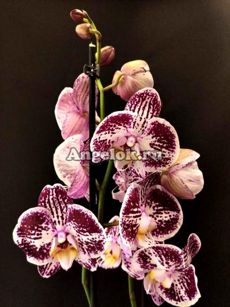 фото Фаленопсис (Phalaenopsis Phalaenopsis Compilation) от магазина магазина орхидей Ангелок