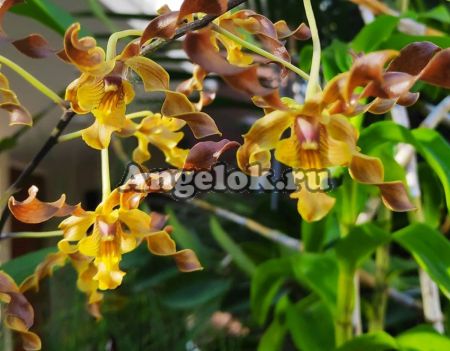 фото Дендробиум (Dendrobium discolor) от магазина магазина орхидей Ангелок