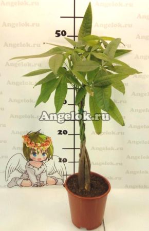 фото Пахира (Pachira Aquatica Twist) от магазина магазина орхидей Ангелок