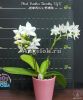 фото Фаленопсис детка (Phalaenopsis Brother Timothy 'SYK') Тайвань от магазина магазина орхидей Ангелок
