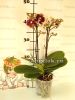 Фаленопсис (Phalaenopsis Streetwise)