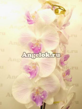 фото Фаленопсис Биг Лип розовый (Phalaenopsis Big Lip Pink) от магазина магазина орхидей Ангелок
