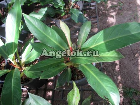 Филодендрон (Philodendron Mi Sap)
