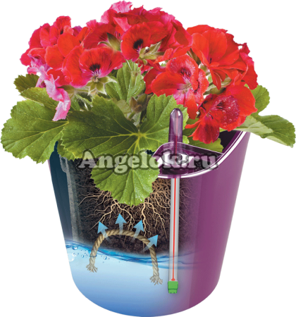 фото Кашпо с автополивом Комфорт бордовый от магазина магазина орхидей Ангелок
