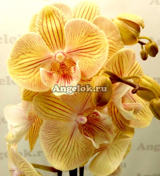 фото Фаленопсис Биг Лип (Phalaenopsis Karen) от магазина магазина орхидей Ангелок